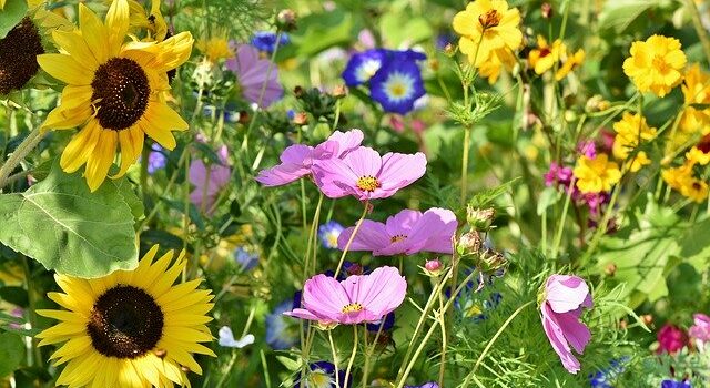 Vortrag „Bunte Blumenwiesen – Warum?“