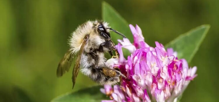 Die Wildbienen fliegen wieder