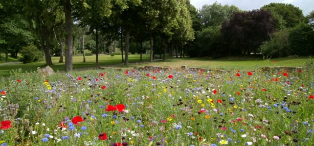 Natur zurück in die Stadt