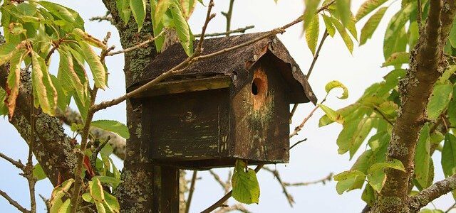 Vogelpopulation um das BraaretBernsche